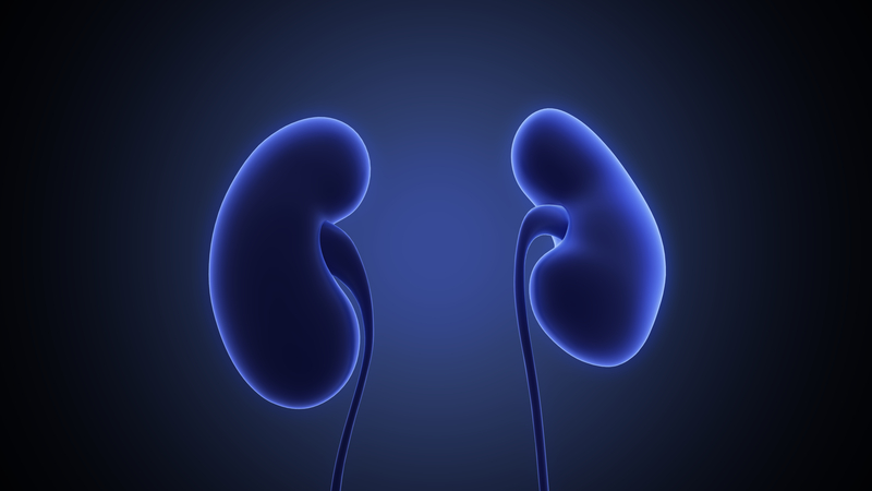 Kidneys (image)